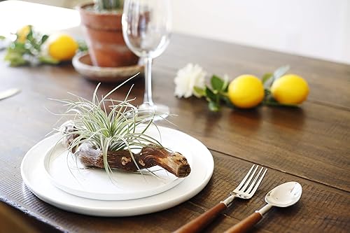 Miniatura 6 de Gran colección de plantas de aire Ionantha Tillandsia de cinco plantas tropicales para el hogar, decoración de interiores y plantas de aire de