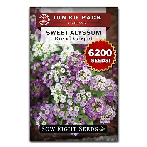 Sow Right Seeds - 6200 Royal Carpet Sweet Alyssum Seed