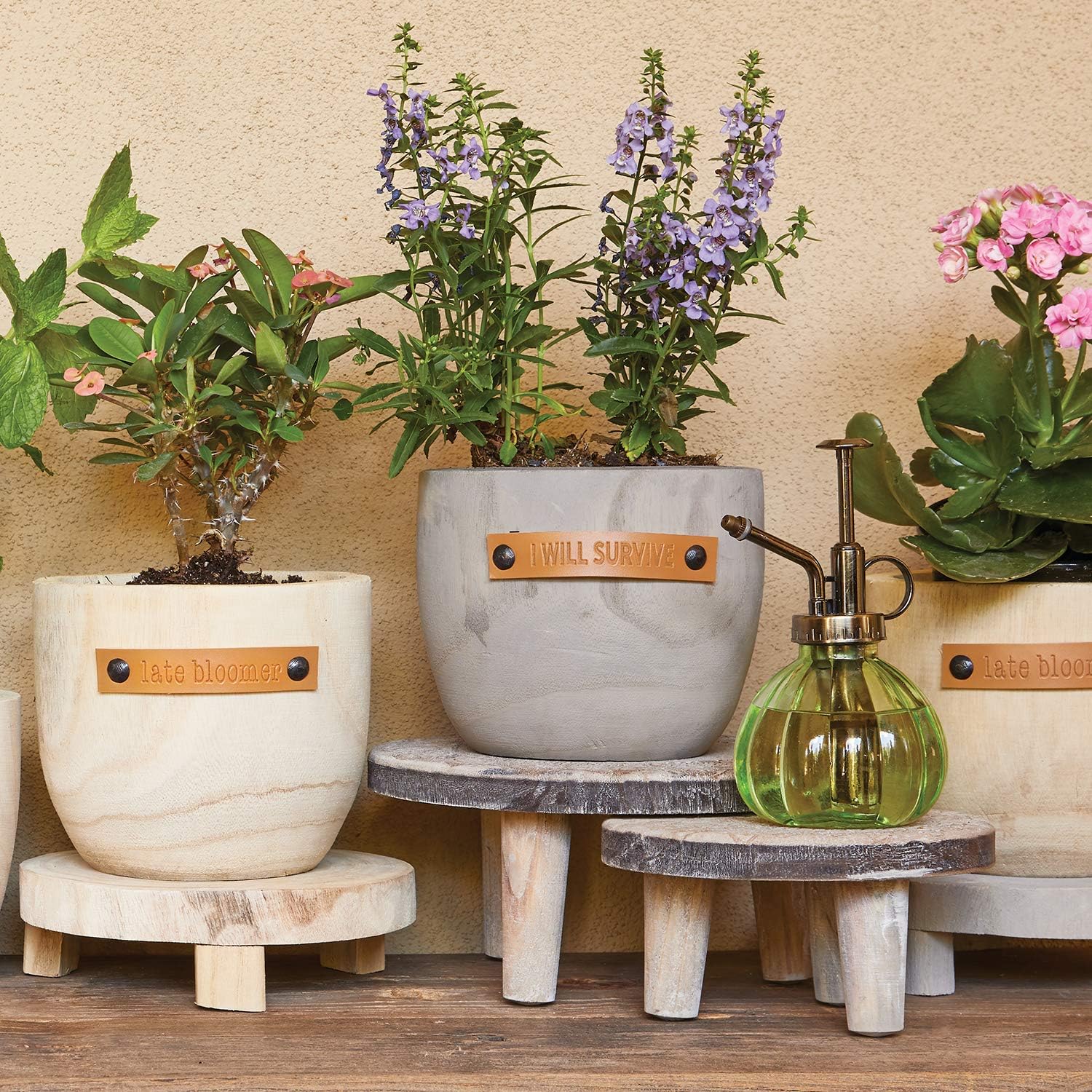 Santa Barbara Design Studio Pure Design Paulownia Wood Planter, Small, I Will Survive