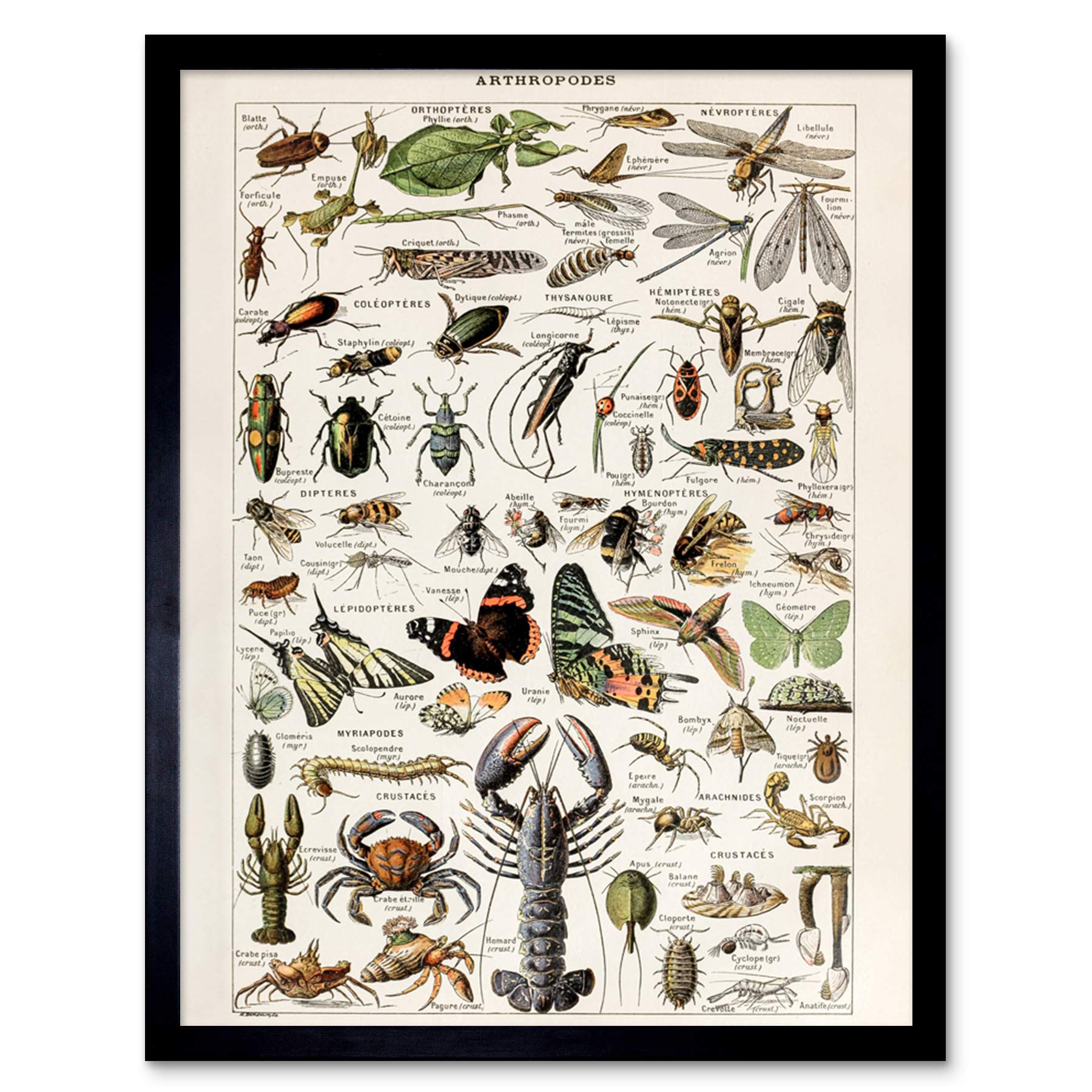 Artery8 Millot Encyclopedia Arthropods Exoskeleton Animals Framed Wall Art Print from B&Q