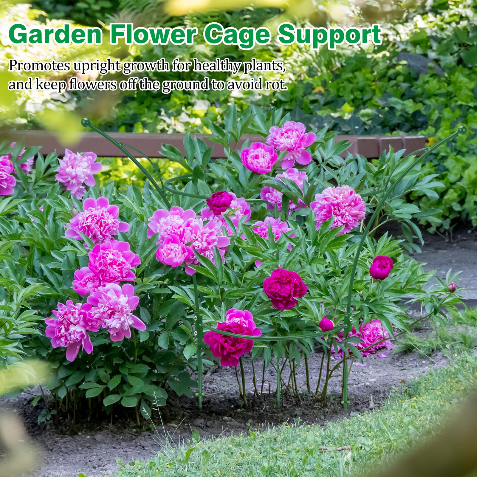 Peony Cages - Support Roses & Flowers -6 Peony Cages - Support Roses & Flowers -6