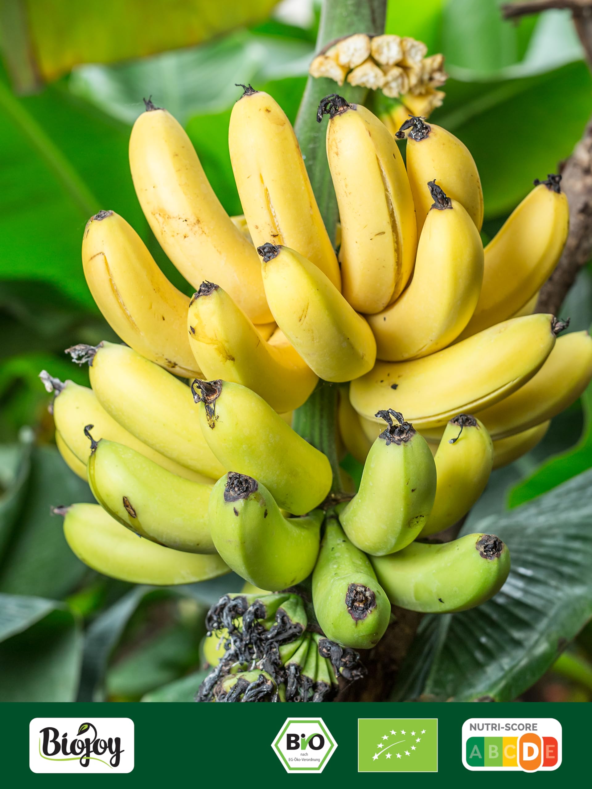 Biojoy Chips de Plátano Ecológico (1 kg), horneados en aceite de coco, sin azúcar añadido y sin azufre