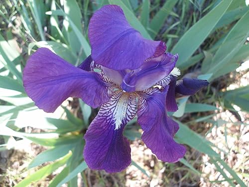 Miniatura 3 de IRIS REBLOOMING DE BARBAJA ALEMANA MORADAAZUL (1) RizomaBulboRaíz Listo para plantar ahora