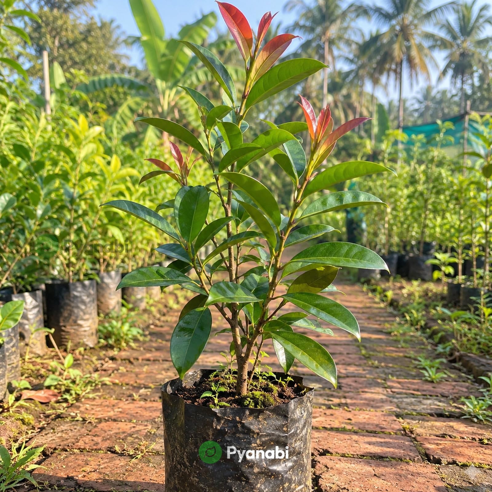 Chakra Phool Plant - Star Anise Spice Tree -9 Chakra Phool Plant - Star Anise Spice Tree -9