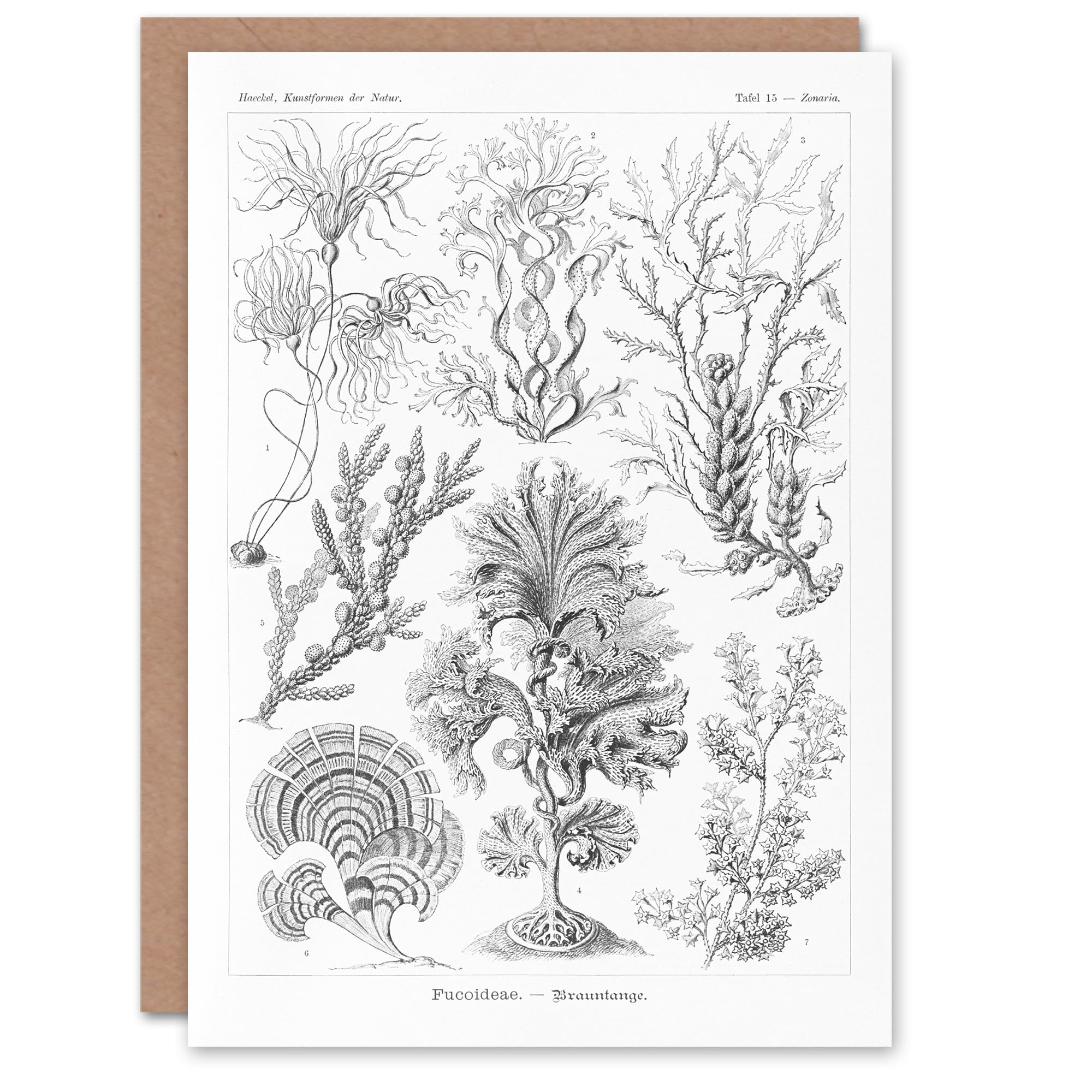 Artery8 Ernst Haeckel Art Card Fucoideae Algae Seaweed Species