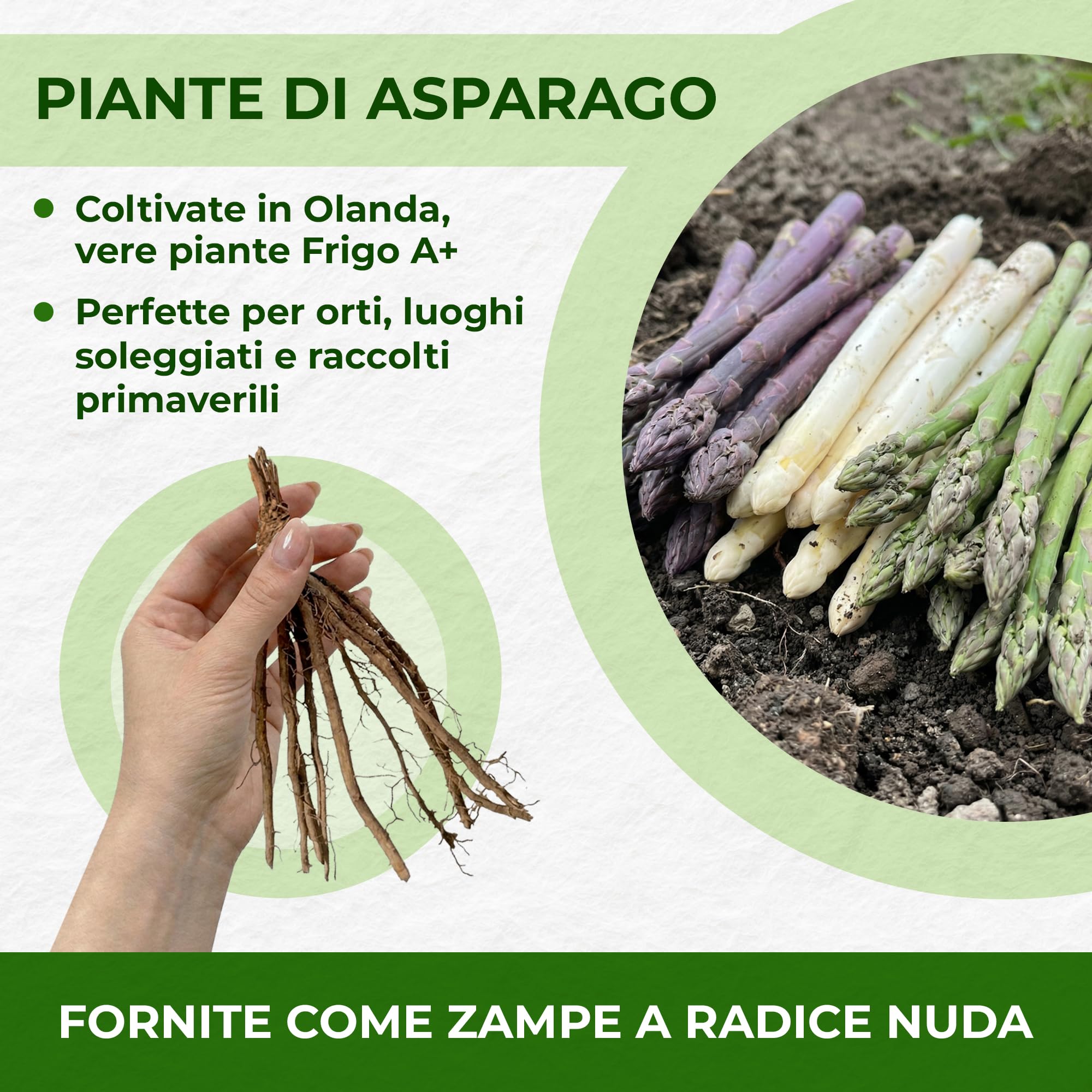 Piante di asparagi Mix - 10 piante frigo A+ - refrigerate a crescita rapida provenienti dall'Olanda - Resistenti & Perenni - Per la coltivazione in letti rialzati