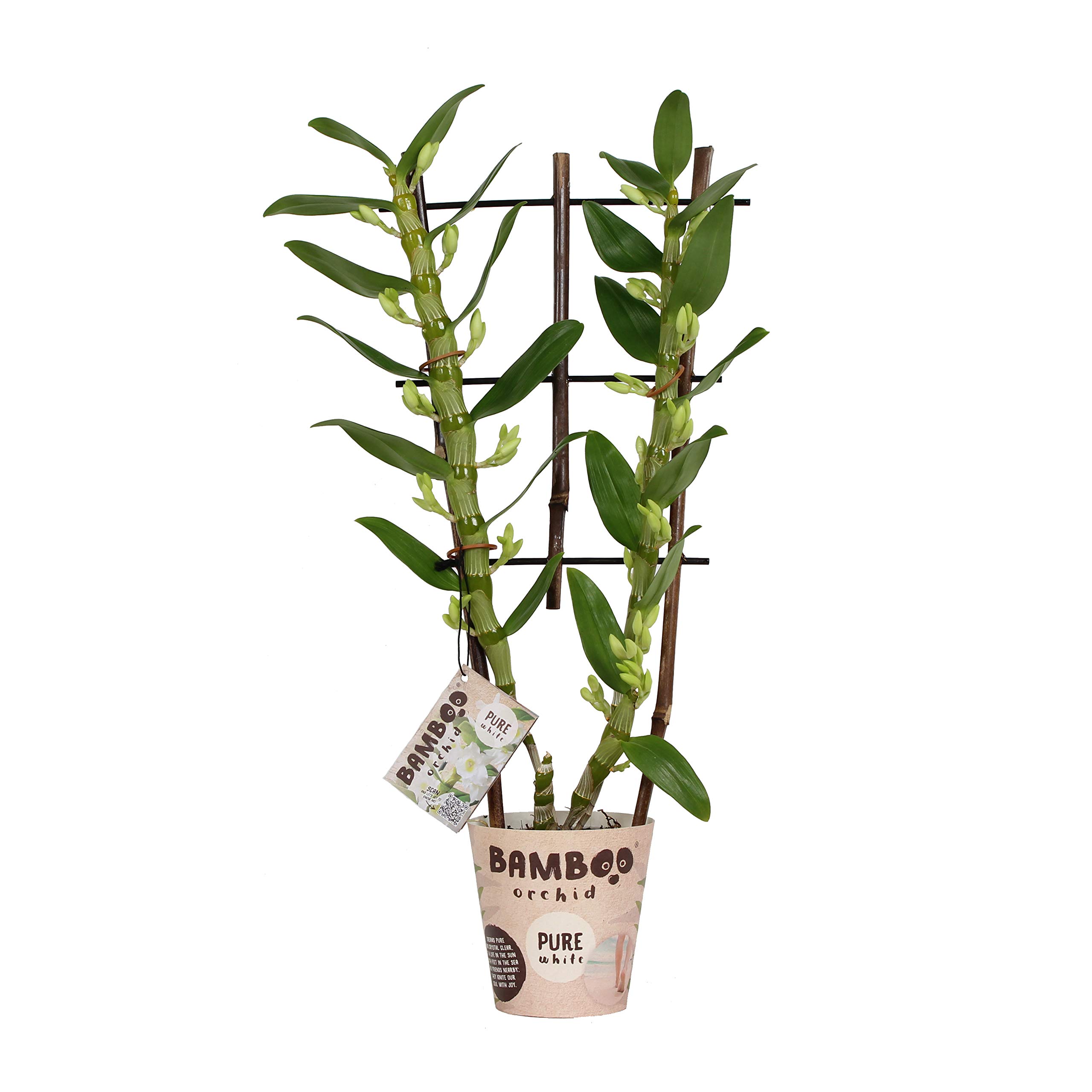 Orchidee von BAMBOO ORCHID  Bambus Orchidee  Hhe: 50 cm, 2 Triebe, weie  Blten  Dendrobium Nobile Apollon : Amazon.de: Garten