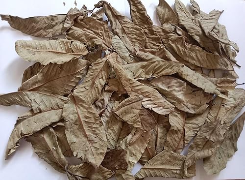 Miniatura 2 de Scash Té de hoja de guayaba 4 onzas4.02 oz (hojas secas trituradas, sin polvo), recrecimiento del cabello, piel y uñas, sin conservantes, hojas de