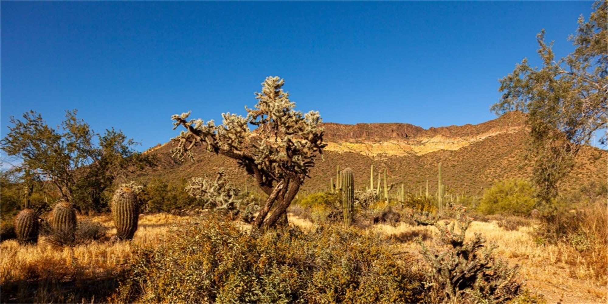 MIRRORANG 120x46cm Terrarium Background Blue Sky Mountain Oasis Desert Huge Cactus Sun and Gobi Reptile Habitat Background Durable Vinyl Background