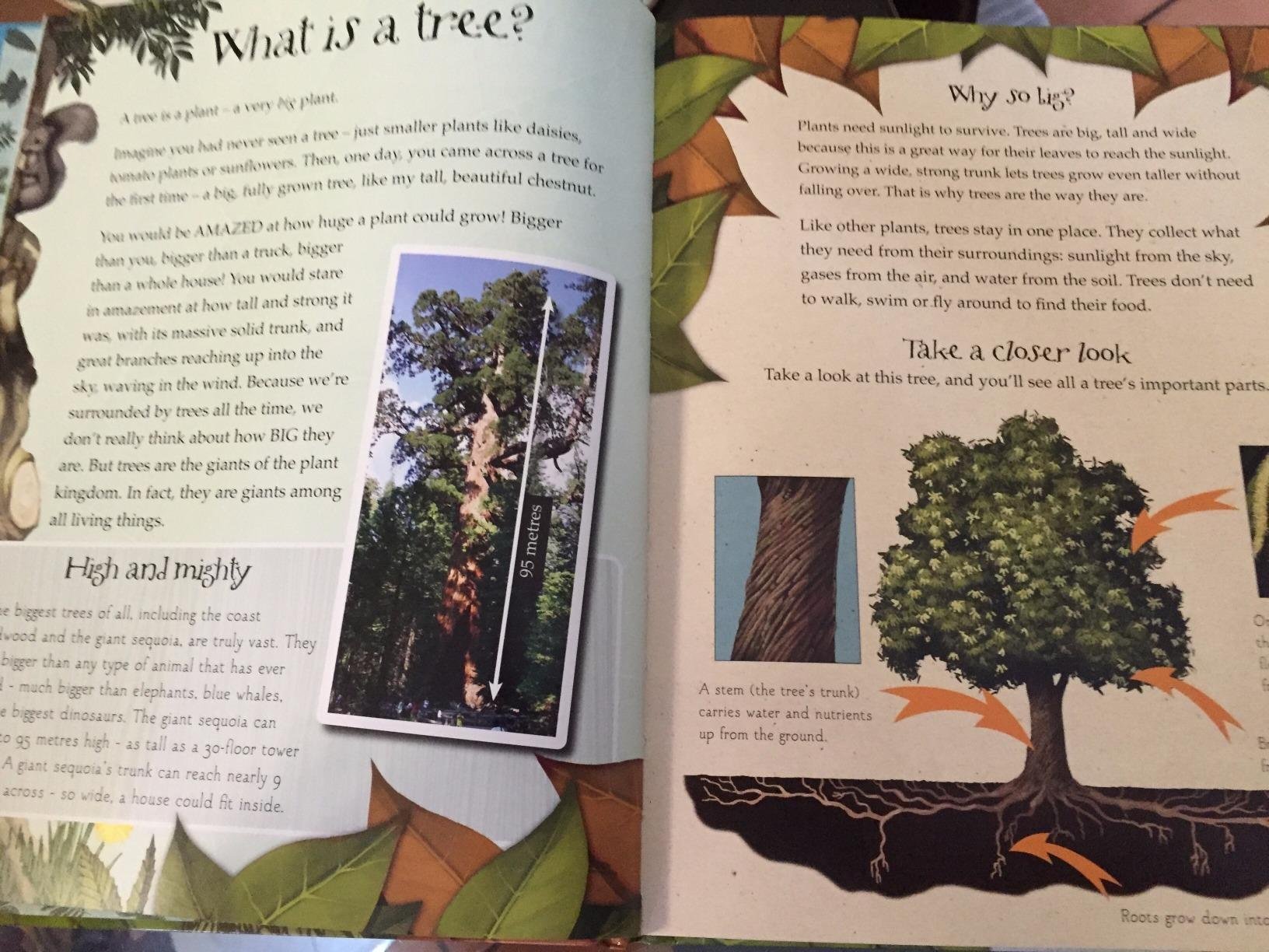 I love this tree: Discover the life, beauty and importance of trees ...