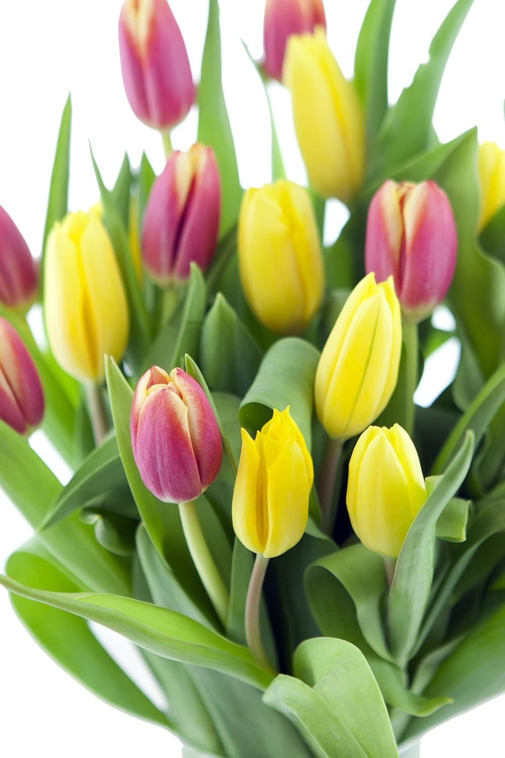 KaBloom PRIME NEXT DAY DELIVERY - Mother’s Day Collection - Orange Slice 20 Tulips Bouquet for Mother's Day, With Vase.Gift for Birthday, Get Well, Thank You, Valentine, Mother’s Day Fresh Flowers
