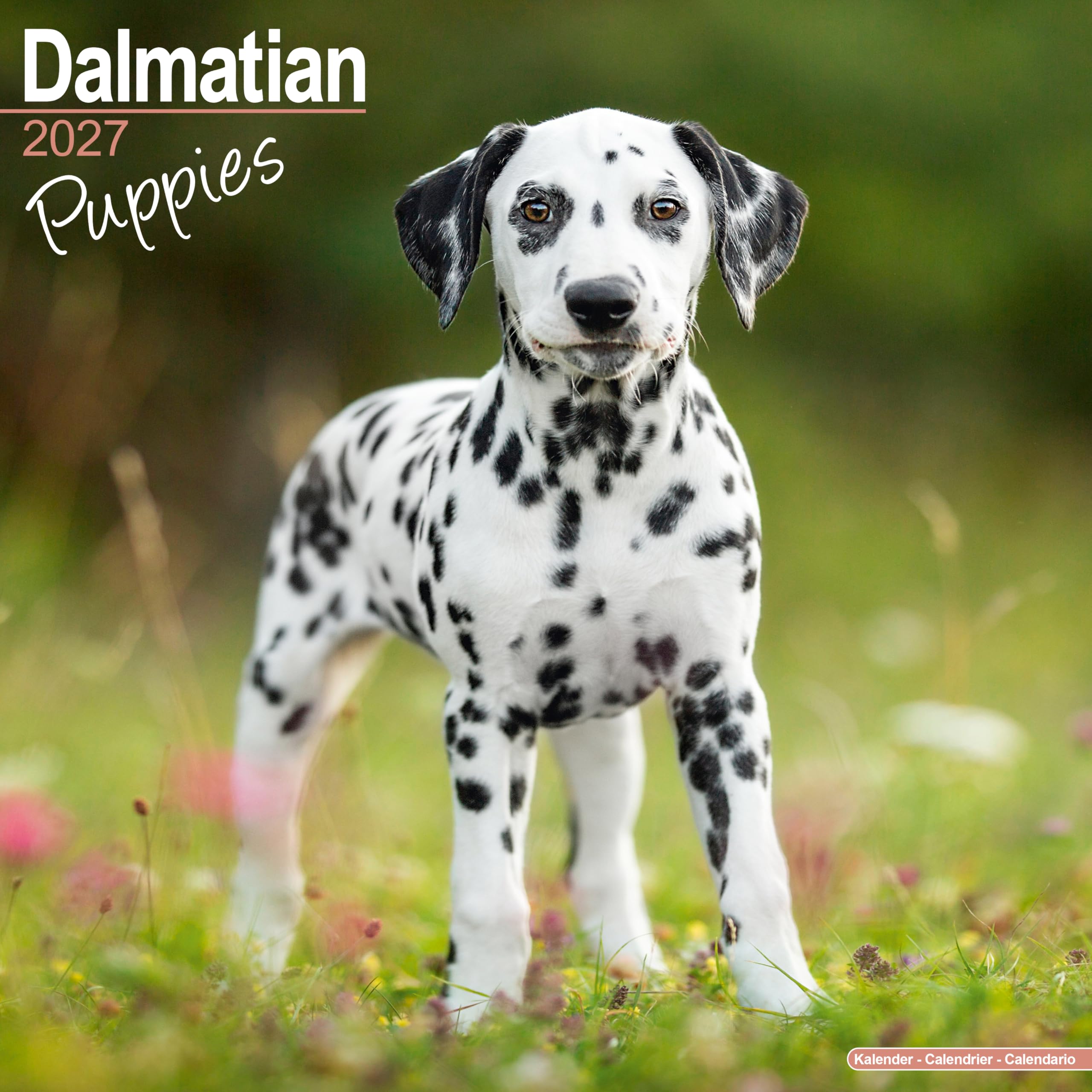 Dalmatian Puppies 2027 Calendar | Square Wall Calendar | Puppy Gift | Plastic Free Packaging | by Avonside Publishing