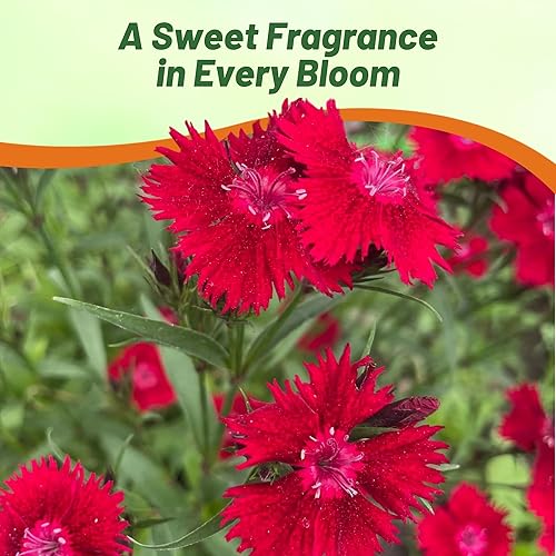 Miniatura 5 de Outsidepride Dianthus Superbus Red Garden Flower Seed Superb Pink con aroma dulce - 10000 semillas