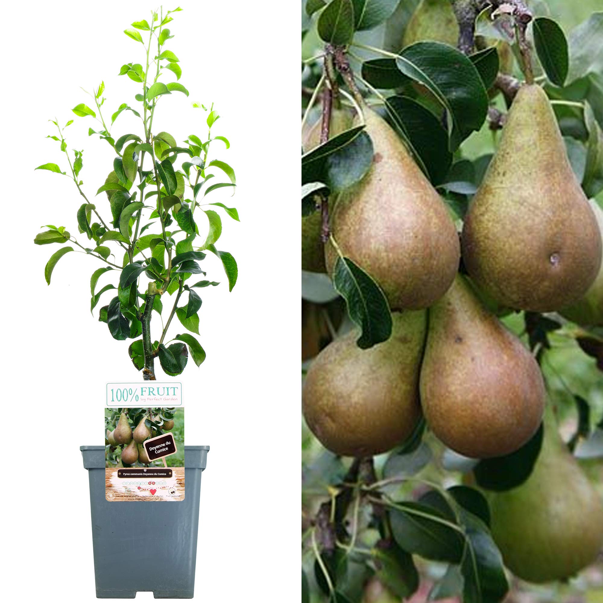 Patio Fruit Tree Collection | Various Premium Grade Fruits | Ideal for Small Gardens & Borders | Apple, Cherry, Plum, Nectarine, Peach & Pear Trees | 2-3ft ('Comice' Pear Tree)
