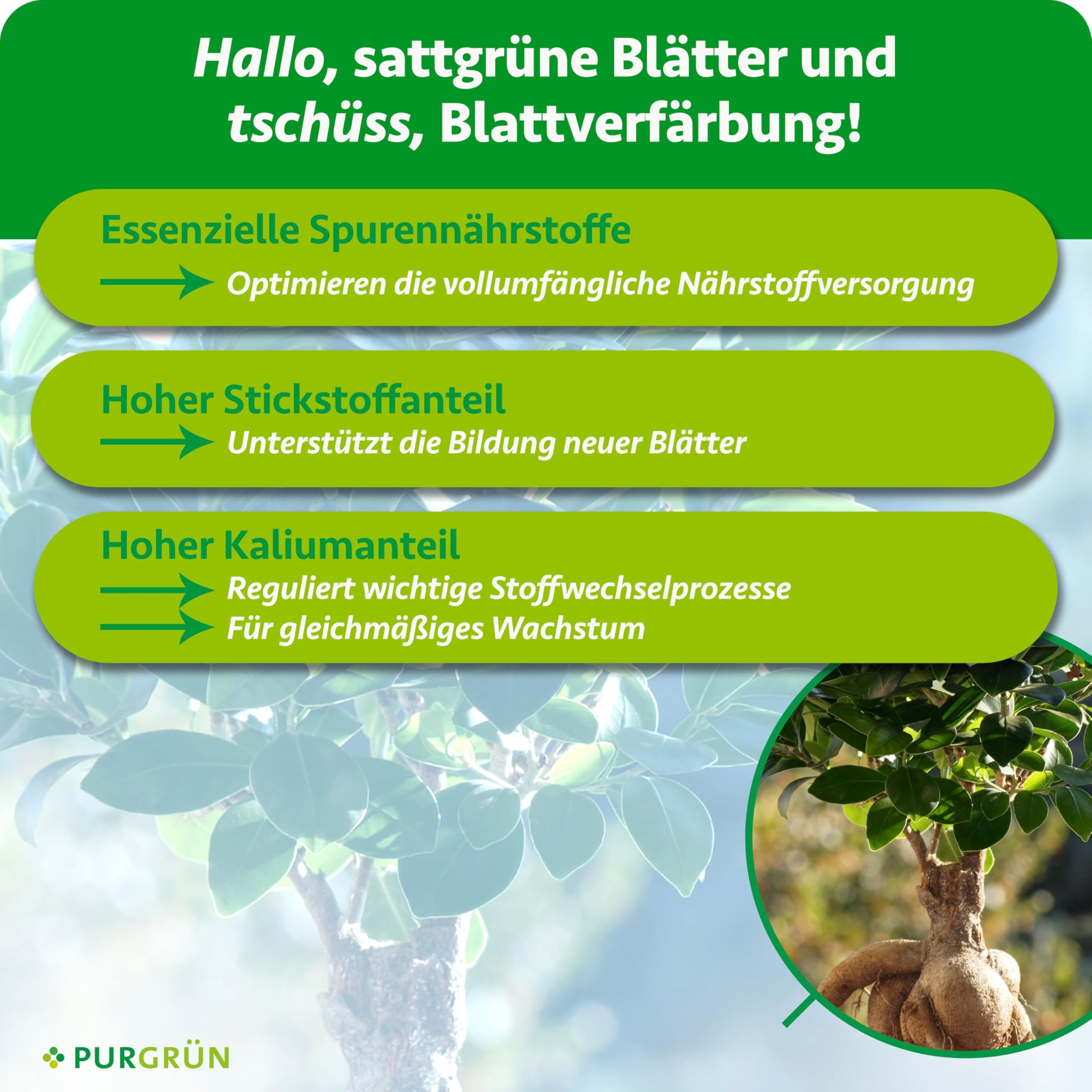Ficus-Ginseng-Dünger 1 Liter – Fördert gesundes, dichtes Wachstum – Premium-Dünger mit Spurennährstoffen – Stärkt die Widerstandskraft mit Kalium – Konzentrat für 200 Liter Gießwasser