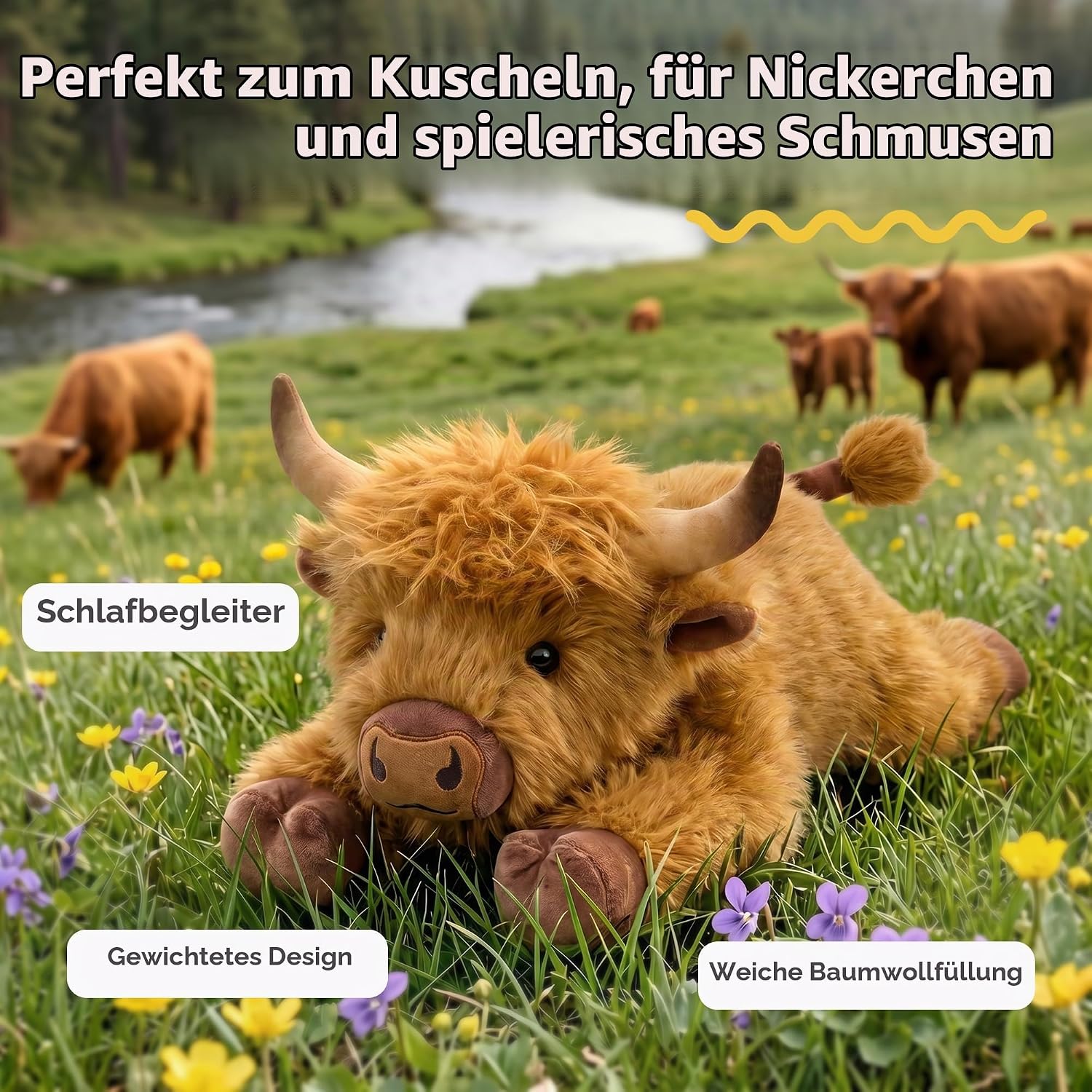 Highland Cattle