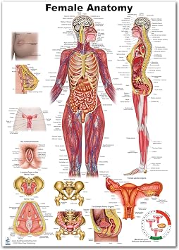 Blue Tree Publishing Female Anatomy Chart 12x17 Full-Body Reference Poster Waterproof PVC, Dry-Erase, Rollable Clinic & Desk Reference