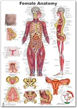 Amazon.com: 女性解剖學(12 * 17) : 工業與科學