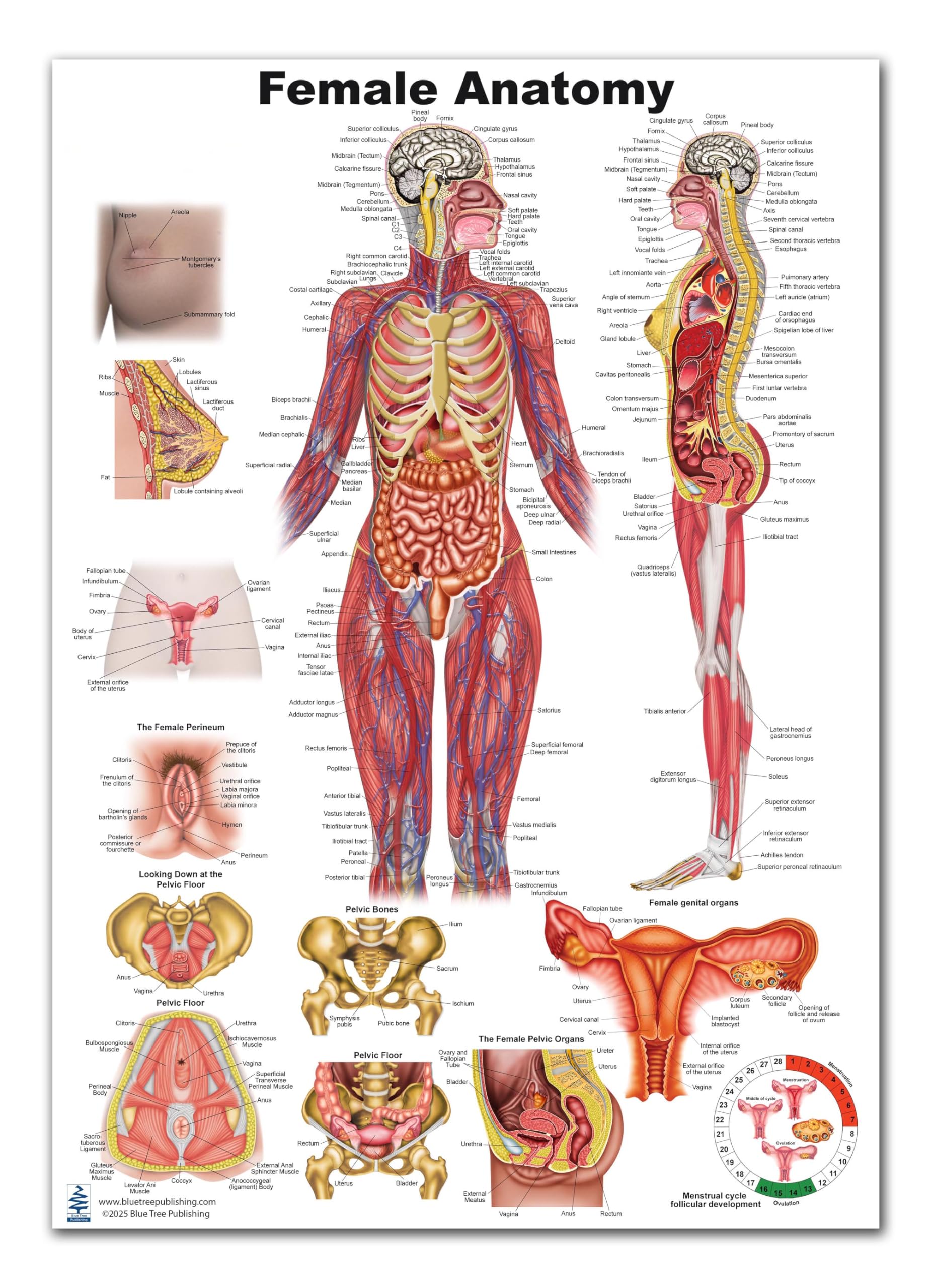 Amazon.com: 女性解剖學(12 * 17) : 工業與科學