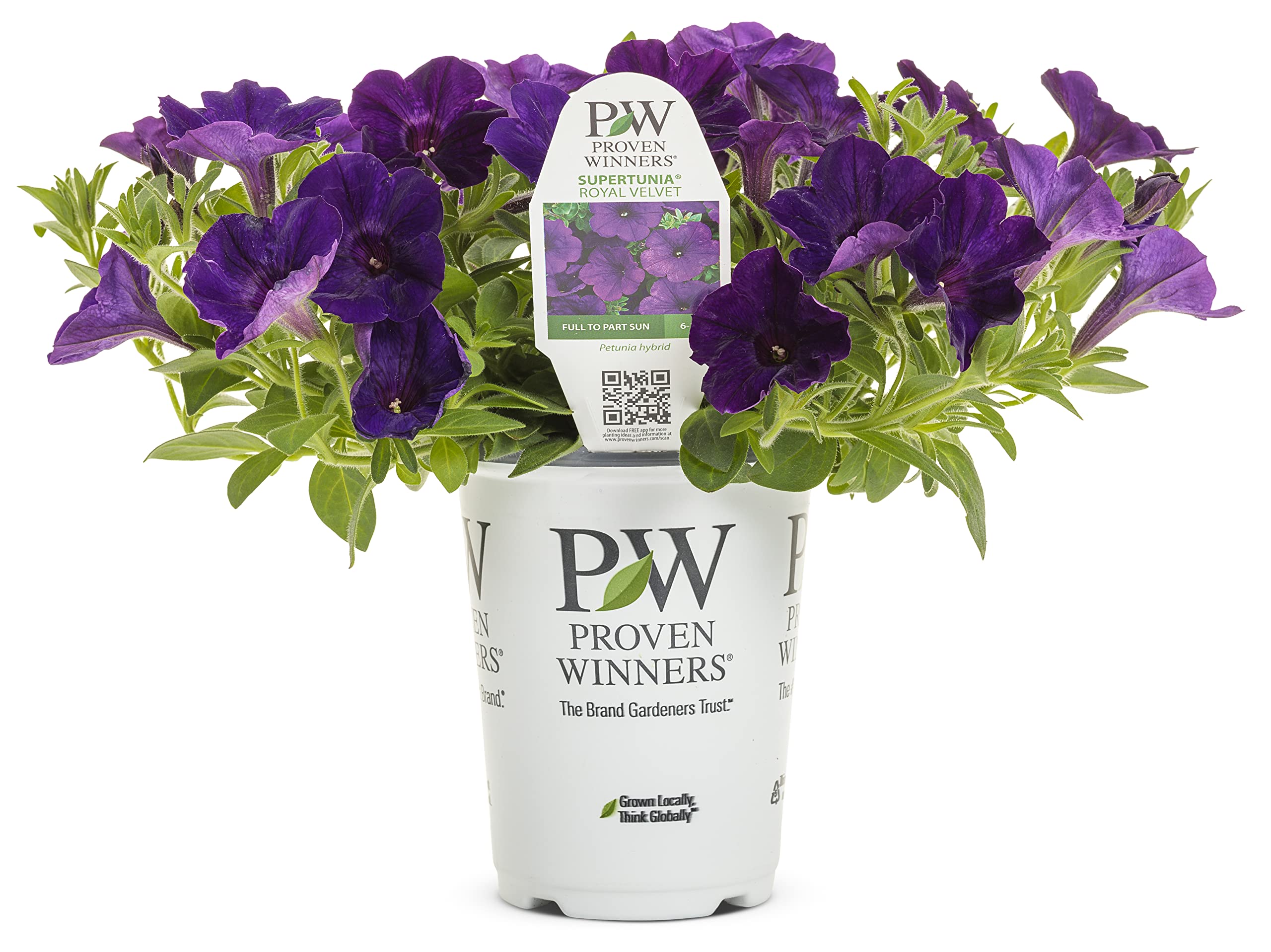 Proven Winners Supertunia Royal Velvet