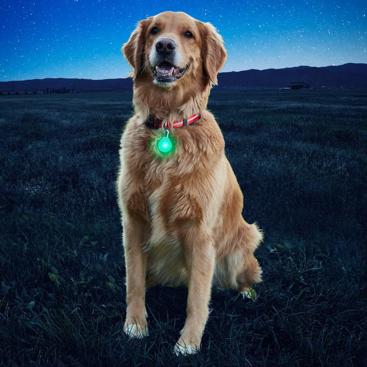 nite ize spotlit led collar light