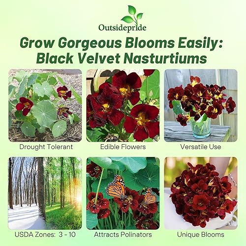 Miniatura 2 de Outsidepride Tropaeolum Nasturtium Black Velvet Escalada Floración, Plantas Enanas - 400 Semillas