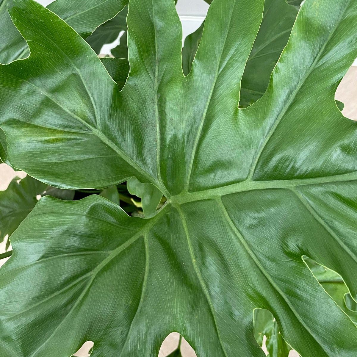 philodendron pink princess ableger Philodendron Pink Princess Mutation main image 1