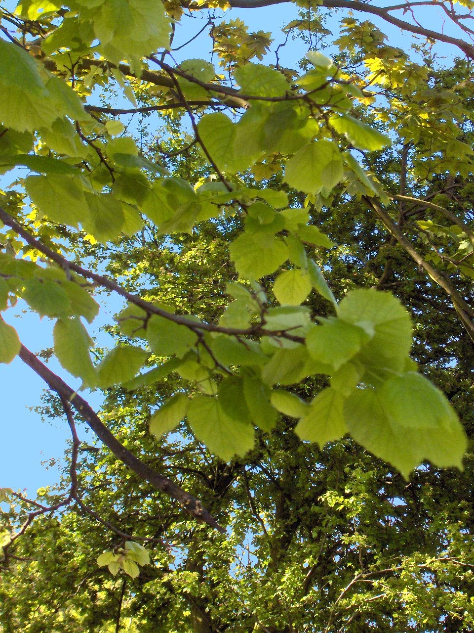 15 Semillas de Tilia platyphyllos (Tilo)