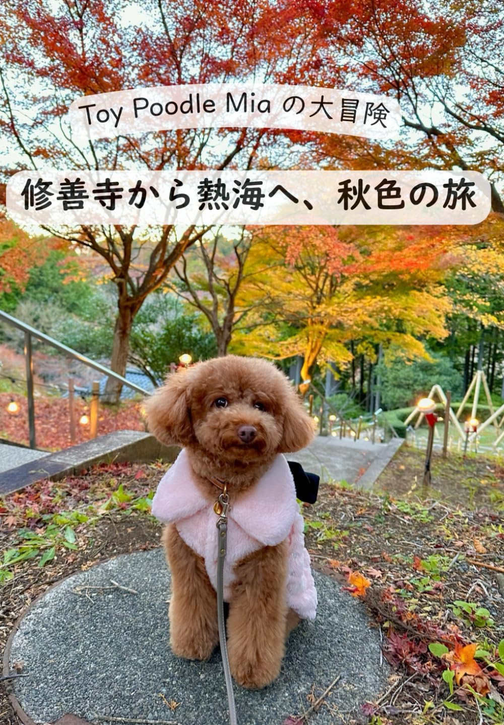 Toy Poodle Mia の大冒険　修善寺から熱海へ、秋色の旅