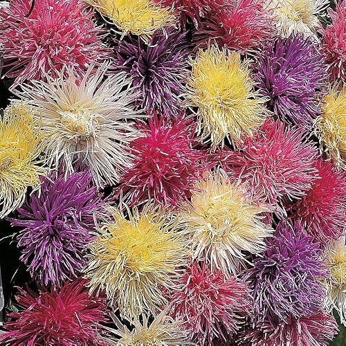 Aster ‘Spider Chrysanthemum Mixed’, Callistephus chinensis, China Aster (200 Aster