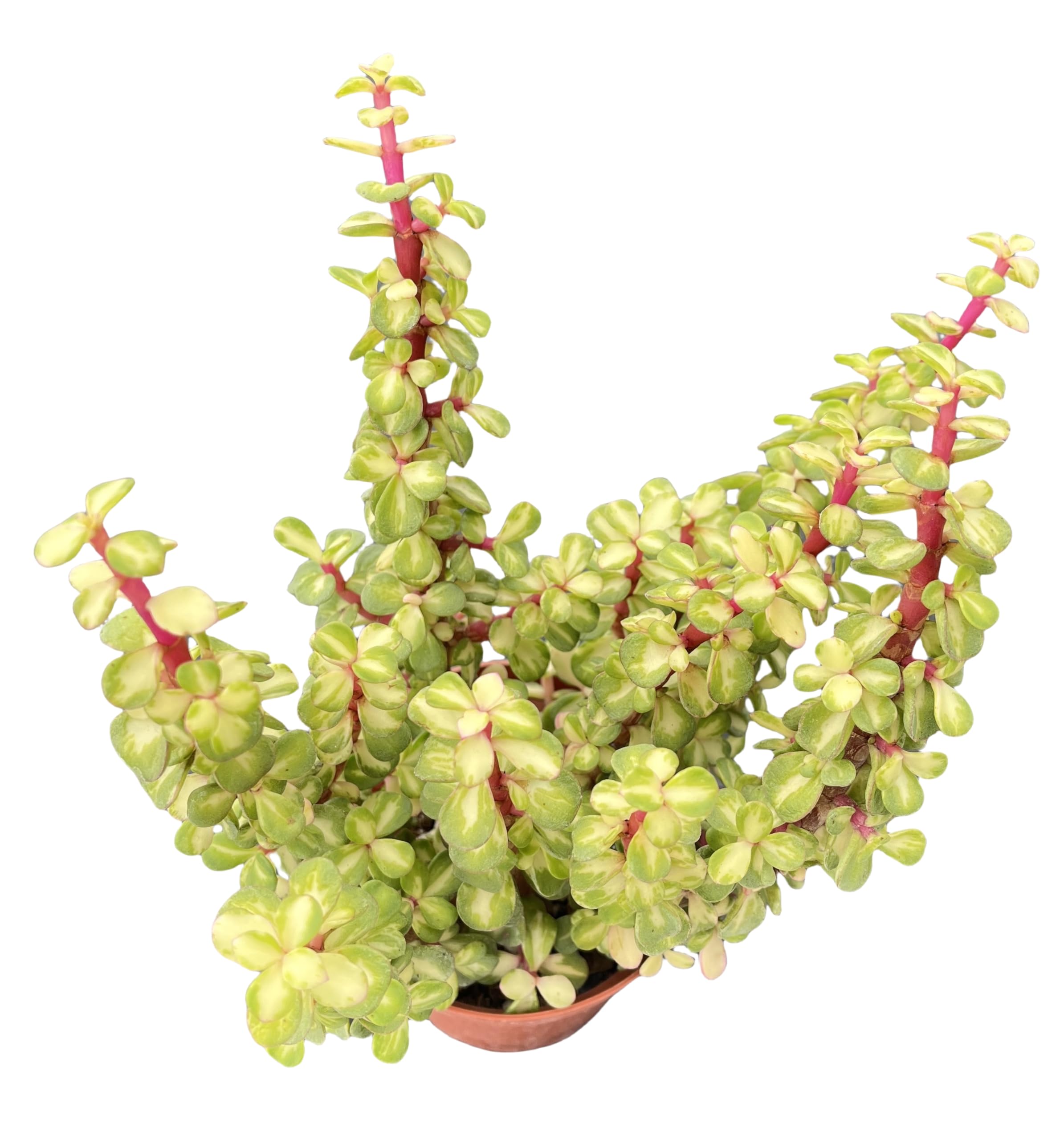 Sprout N Green Variegated Elephant Bush, Portulacaria afra 'Variegata' Live Succulent Pla…