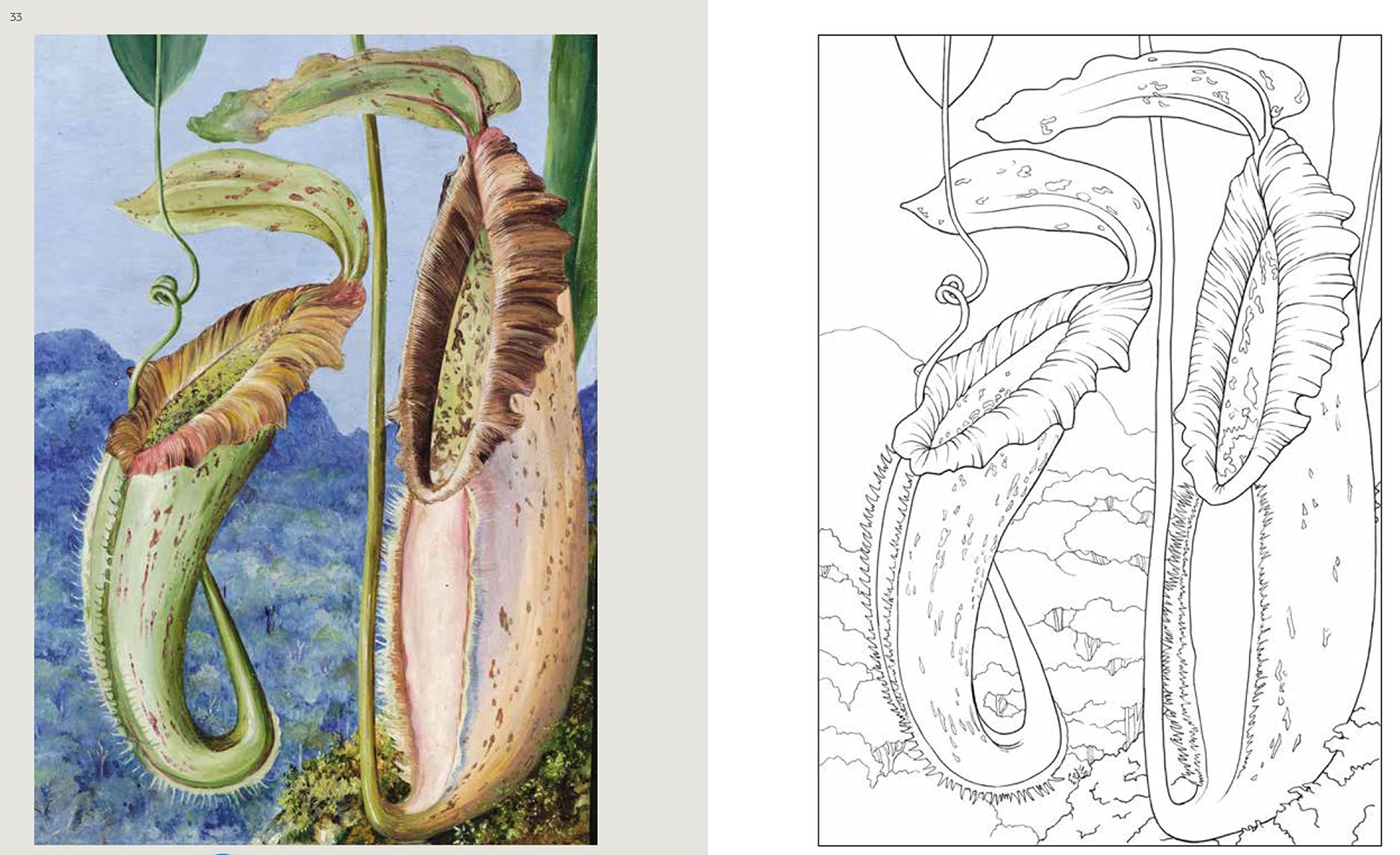 Kew Gardens - das große Ausmalbuch: Motive aus der Sammlung der Königlichen Botanischen Gärten