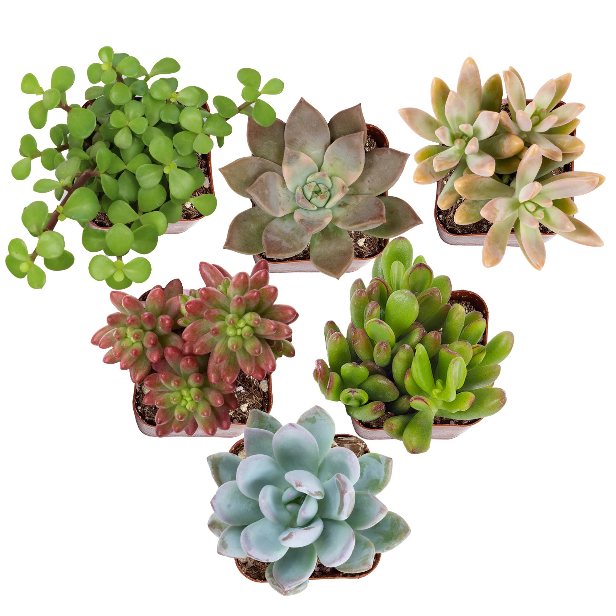 Altman Plants 6-Pack Live Succulent