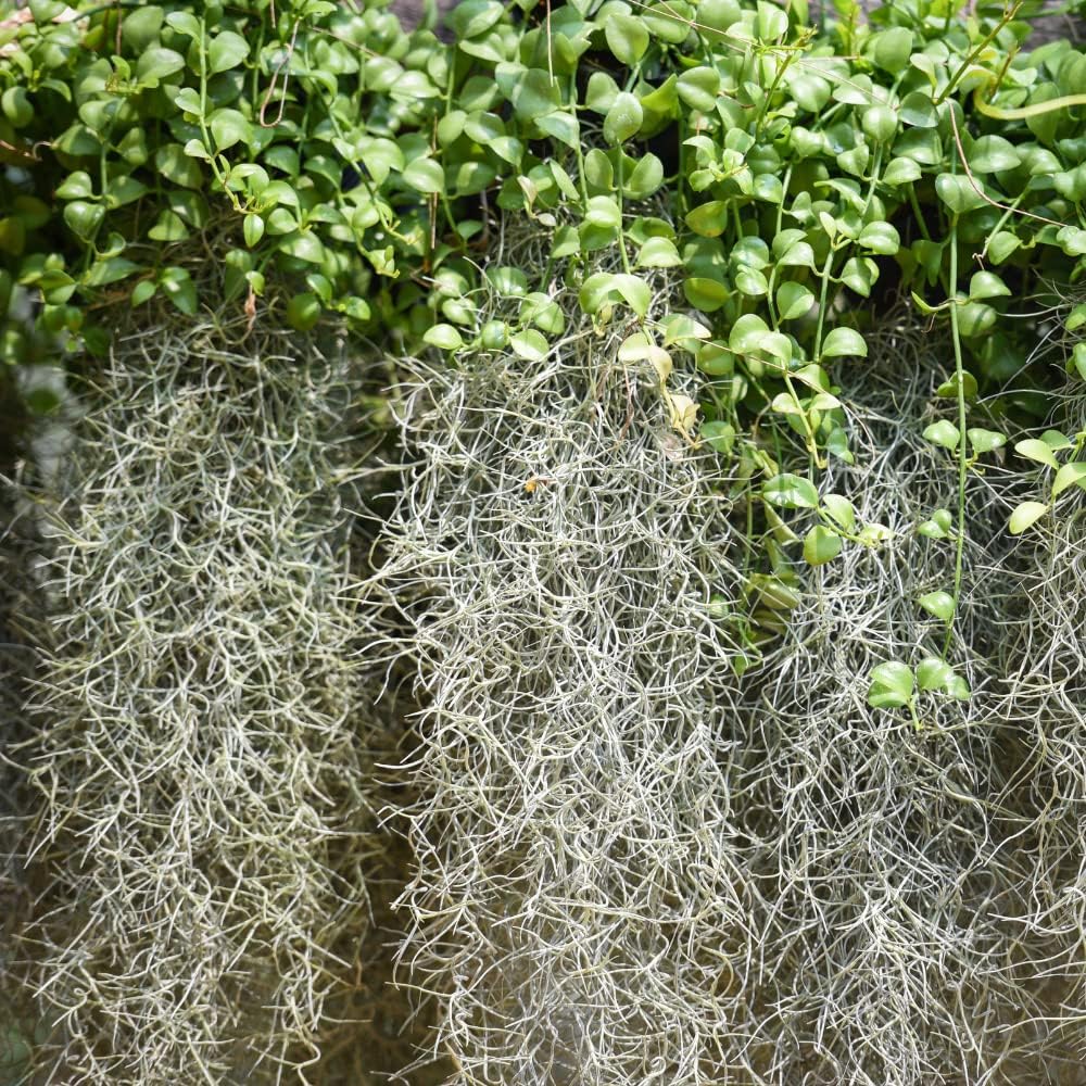 Tillandsia Air Plant Live Spanish Moss Live Plant 12" Tall for Planting Patio