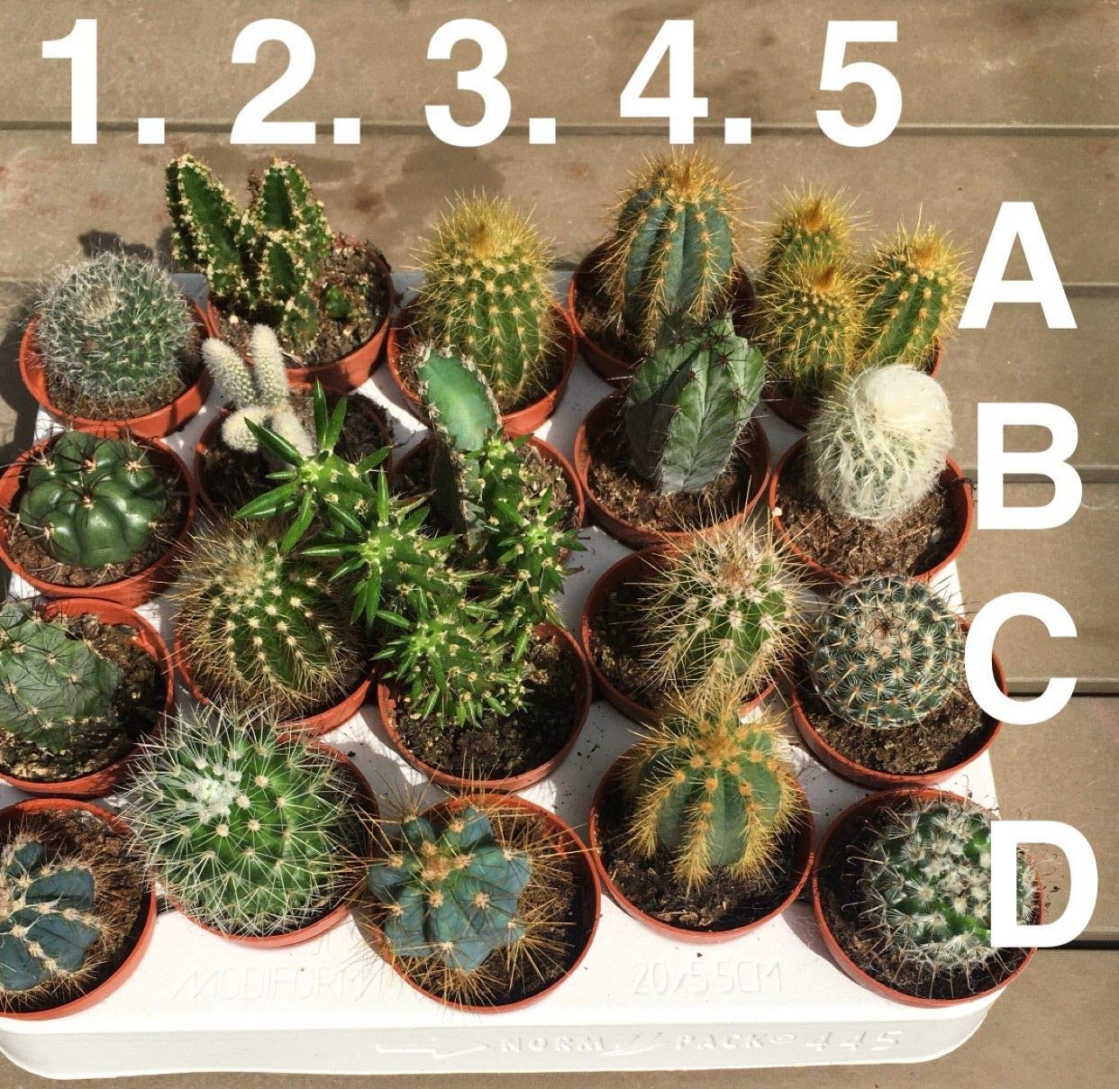 200 Stck Gemischte Semi Astrophytum Kaktus Samen Bonsai Zimmerpflanzen  Deko Sukkulenten Samen Set
