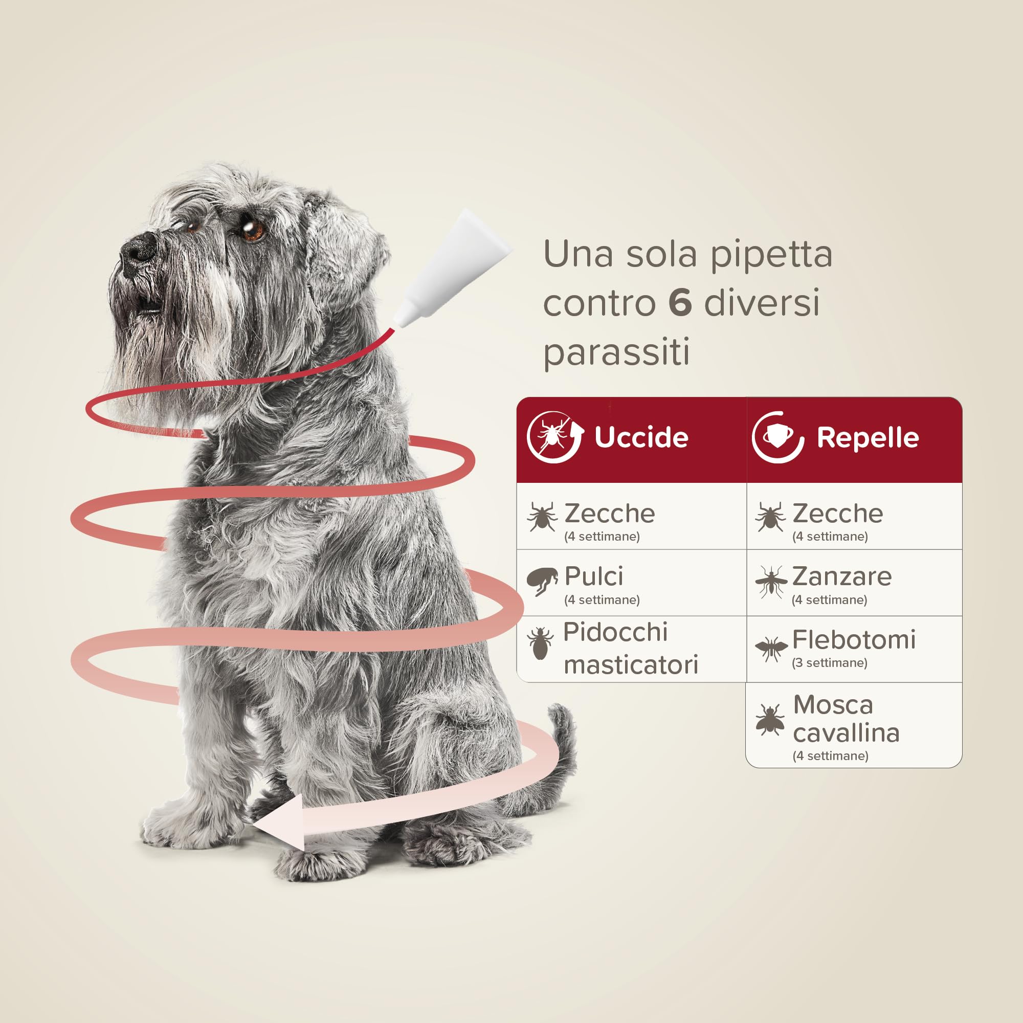 Beaphar ProtecTix Cane, Antiparassitario Spot-On per Cane Piccolo (4-10 Kg), Riduce il Rischio di Leishmaniosi, Contro Zecche, Pulci e Pidocchi, Confezione 4 Pipette da 1 ml