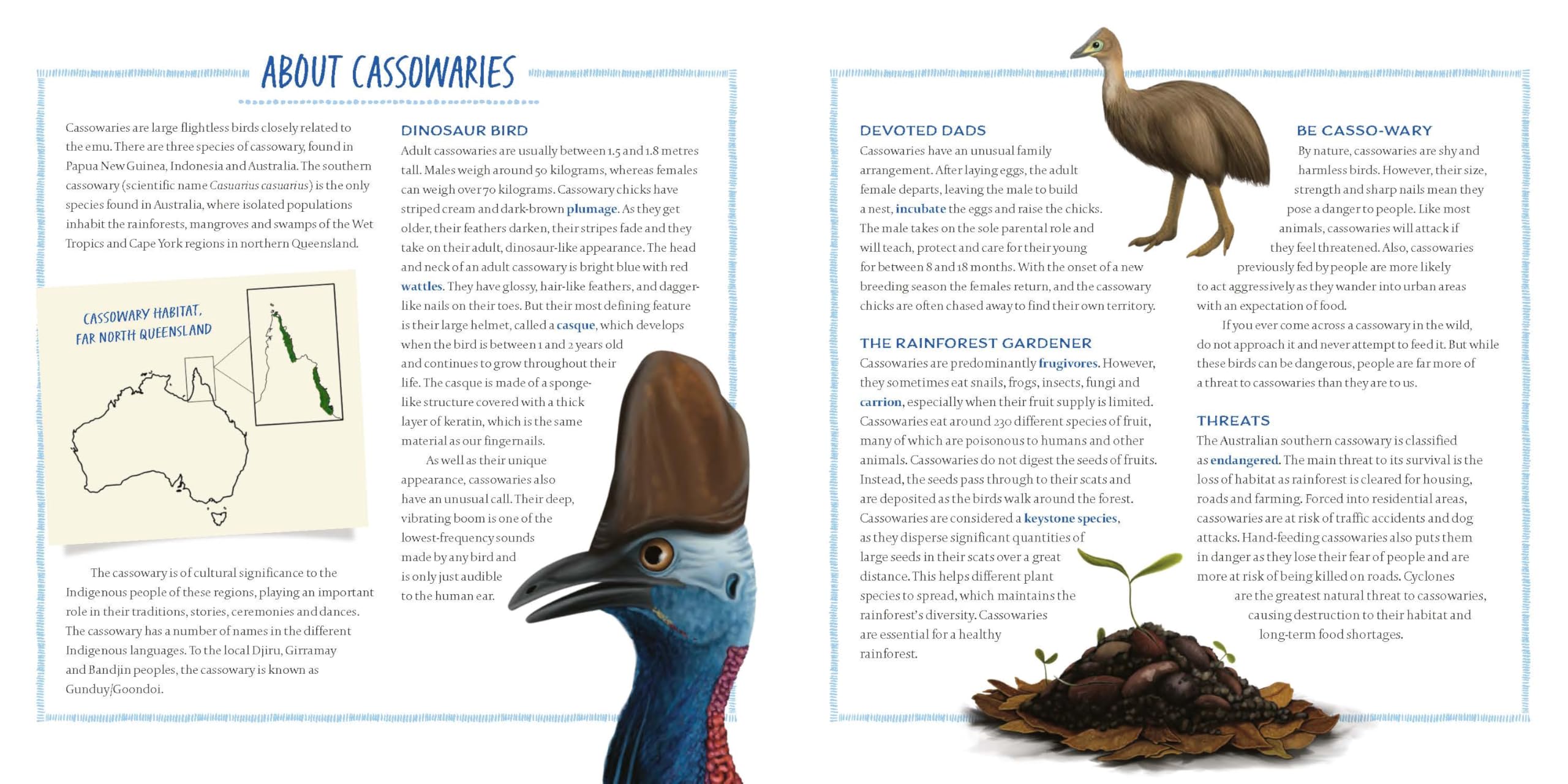 Cassowary Dad