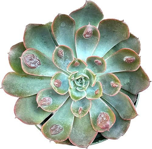 The Waterspout Colecciones de cactus y suculentas de 4" (gotas de lluvia Echeveria)
