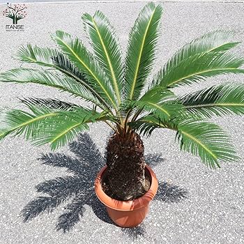 ソテツ 高さ約35cm 現品］33番 ソテツ 7号 蘇轍 観葉植物 プラスチック鉢 幹高 | PF