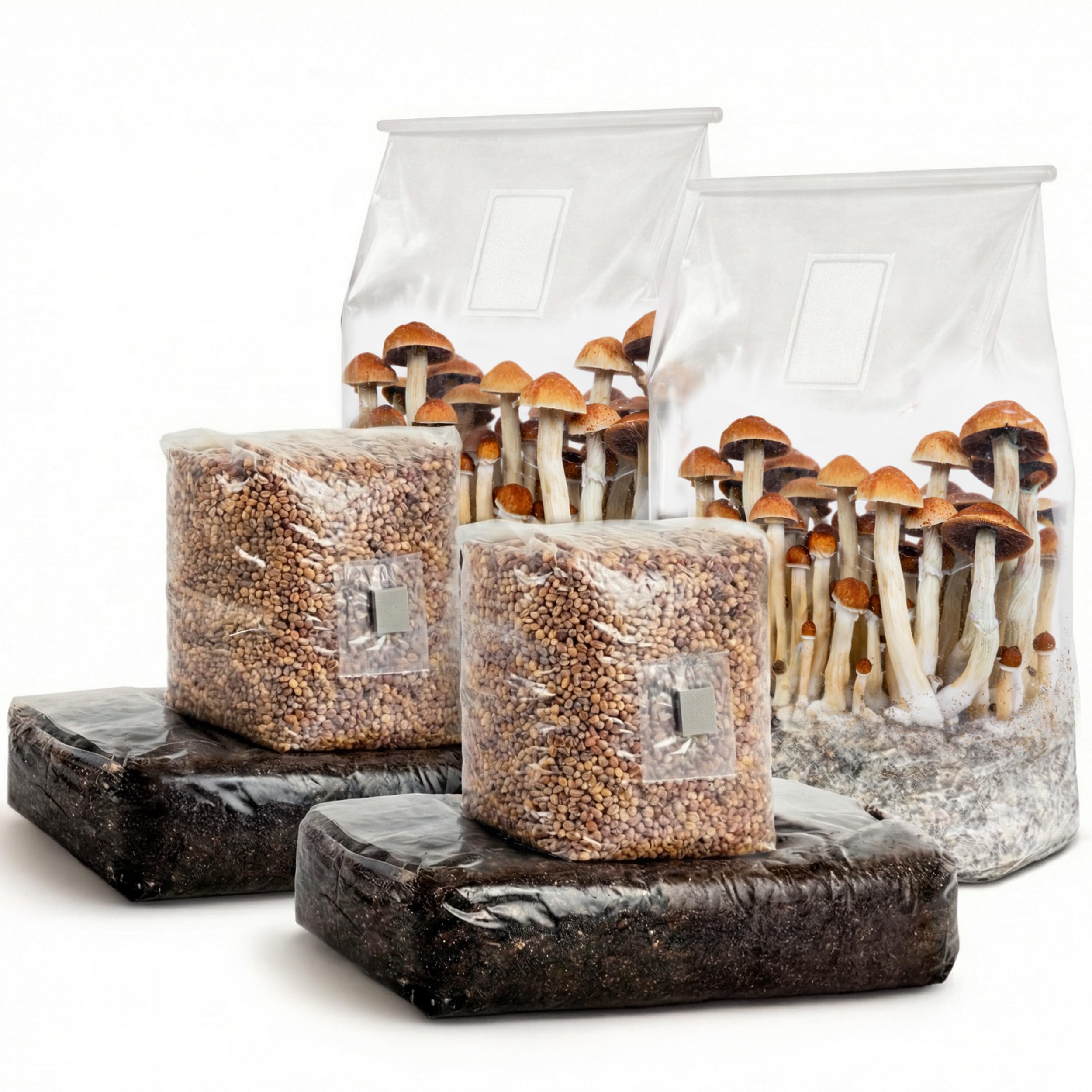 6 LB All-in-One Mushroom Grow Kit 2-Pack, Up to 128oz of Fresh Mushrooms Over 6 Flushes, Sterilized Grain Bags & Dung-Loving Substrate, Injection Port, OMRI-Listed, Made in USA, Just Add Spores