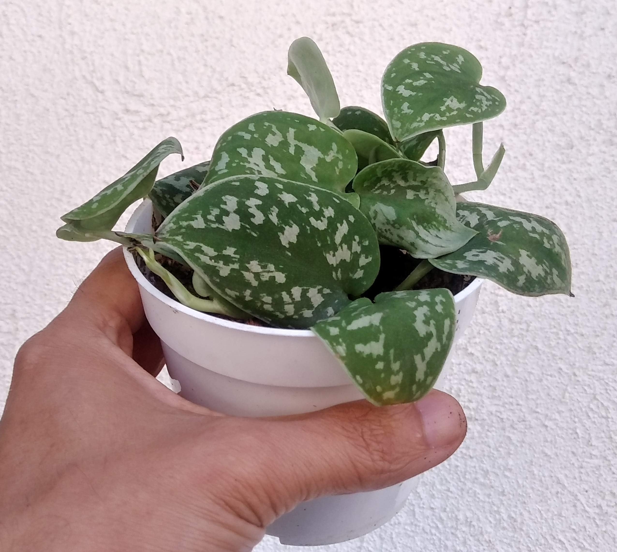 Silver Satin Pothos in 4 inch Pot - Live Plant - House Plant
