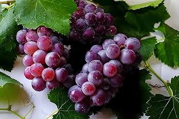 Grape SEED 1〜26 / 12〜26 71+i3rUCQWL._UF350,350_QL50_.jpg