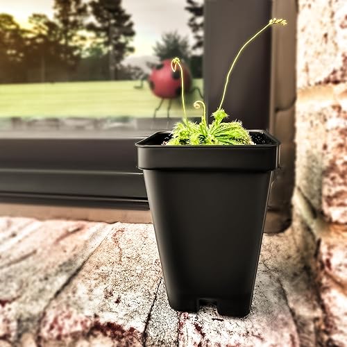 Miniatura 3 de Planta de rocío de sol con hojas de cuchara viva. Tamaño adulto, Drosera Spatulata, planta carnívora, garantía de 30 días