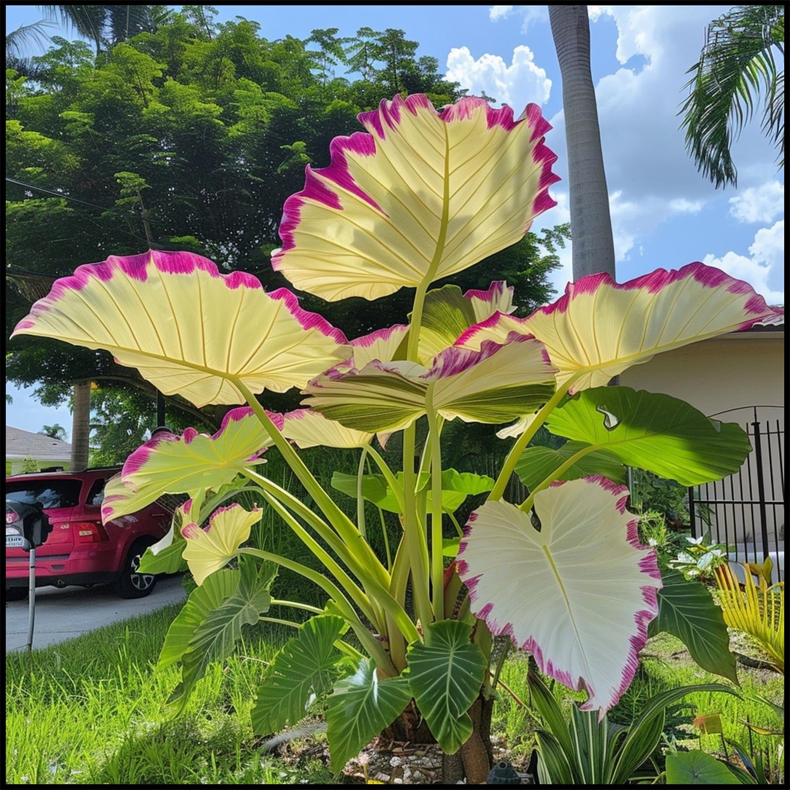 Easy to Plant/Wedding Flowers/Excellent Display, Elephant Ear Bulbs/Flowering Rhizome, Alocasia Bulbs/Good for Containers-10 Bulbs-B