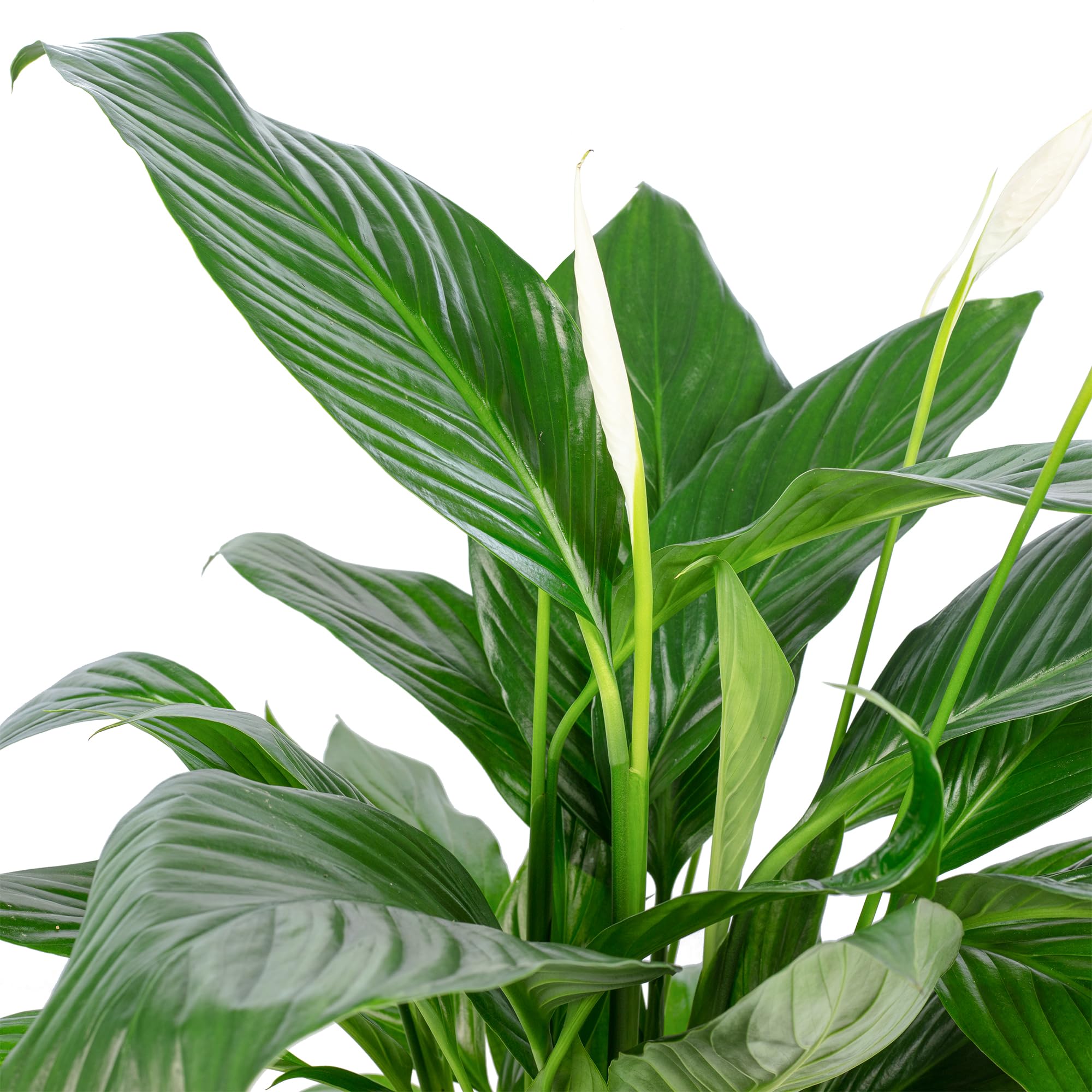 Une feuille avec 4-8 fleurs/bourgeons – véritable plante d’intérieur, spathiphyllum – hauteur env. 70 cm, diamètre du pot 17 cm