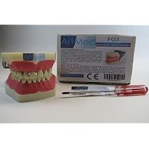 Model Anatomy Typodont Dental Type Frasaco Removable Ivoine Teeth Model FG3 ARTMED Original