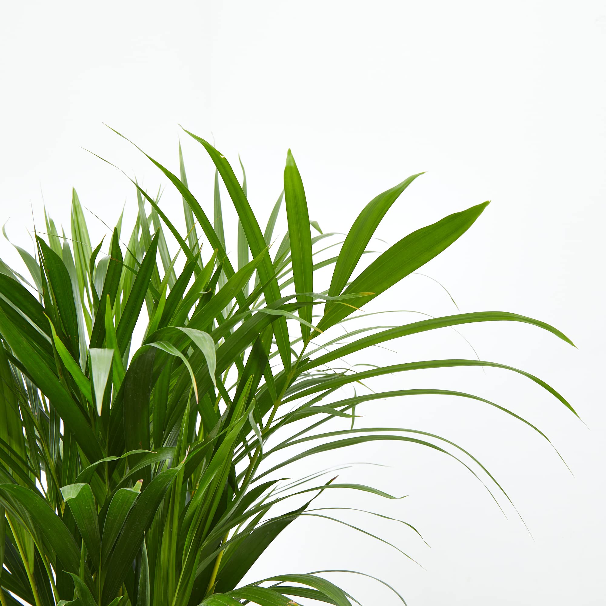 Verdecora Dypsis Areca Lutescens | Palmera Tropical | Palmera Amarilla | Palma de Frutos de Oro | Palmera bambú | Reina de Las Palmas | Planta Natural de Interior o Exterior en Maceta de Ø20cm
