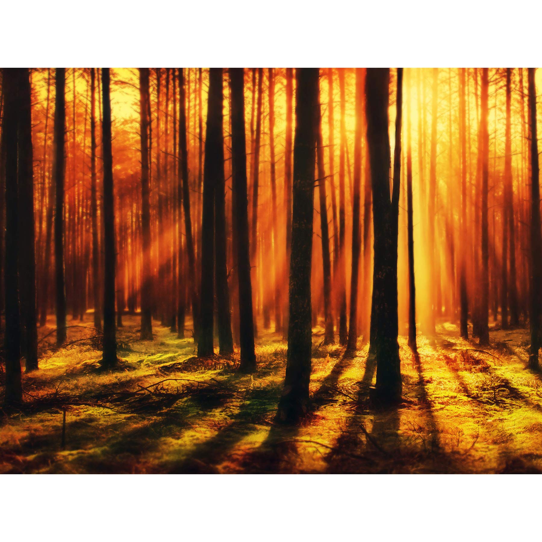 Artery8 Forest Sunset Nature Photograph Premium Wall Art Canvas Print 18X24 Inch