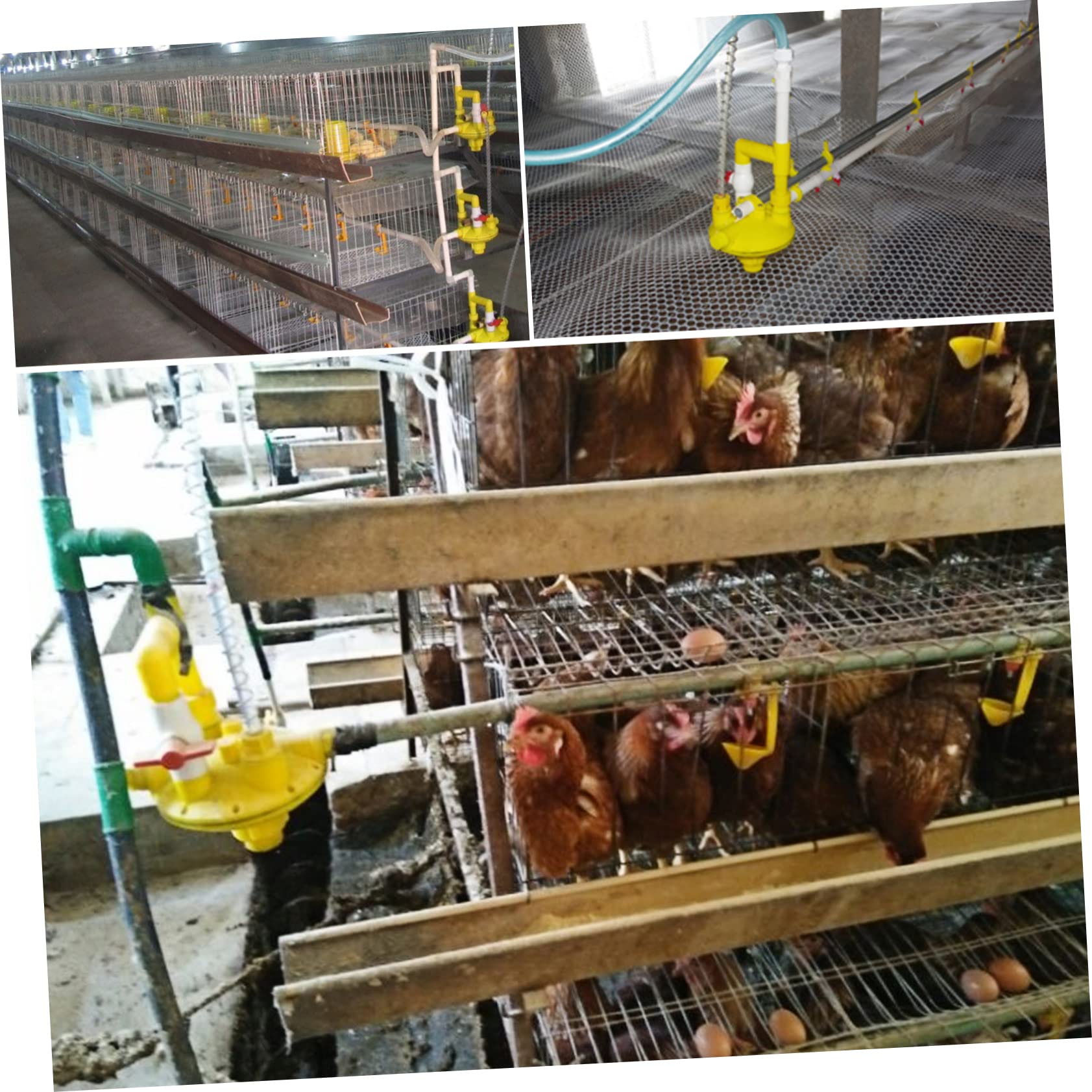 Regolatore Pressione per Abbeveratoi Galline Accessorio per Attrezzature Avicole Pratico e per Linee per Pollame Resistente e Sicura per Allevamenti Galline