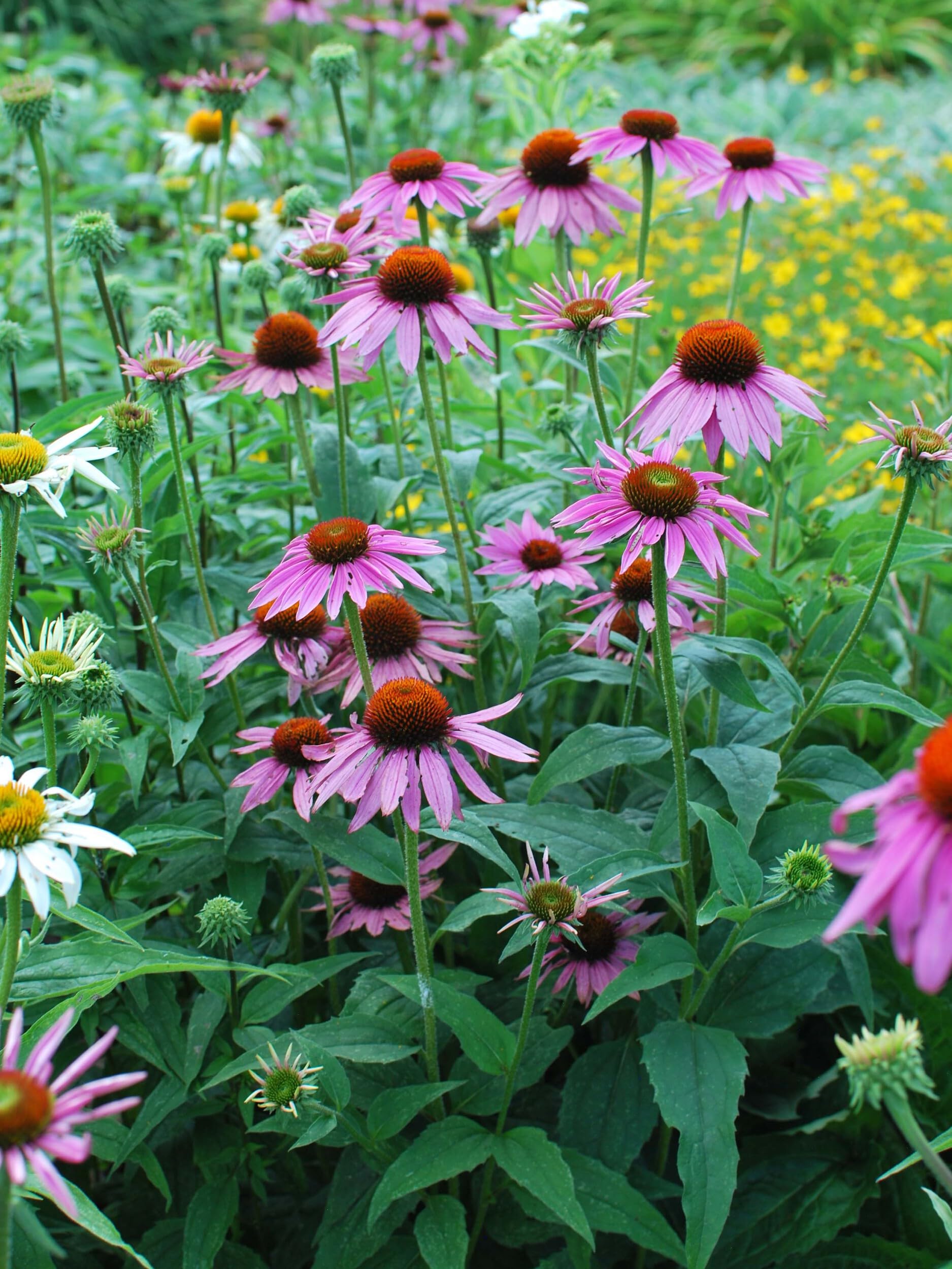 Perennial Farm Echinacea Magnus